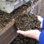 agroquimicos-los-apicultores-le-contestan-a-etchevehere-por-el-genocidio-de-abej-202507Mo-224114-d426.jpg