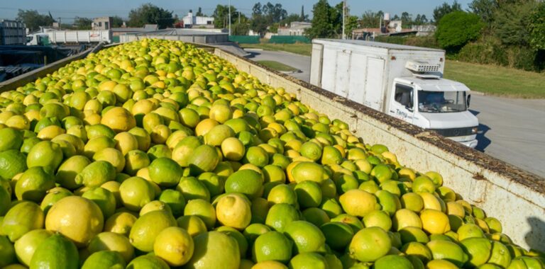 argentina-no-podra-exportar-por-un-tiempo-citricos-a-europa-y-hay-preocupacion-e-202507Th-175800-245f.jpg