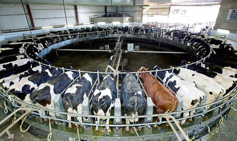 argentina-se-consolido-como-el-pais-que-mas-aumento-a-nivel-mundial-su-produccio-202507We-110642-4765.jpg