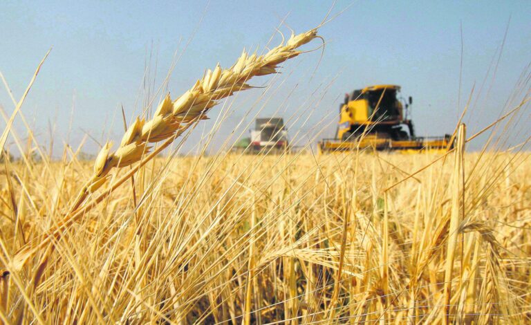 argentina-tendra-las-puertas-abiertas-para-exportar-trigo-a-brasil-202507We-001513-a2df.jpg