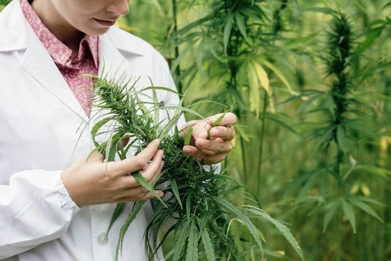 cannabis-medicinal-avanza-el-proyecto-que-contempla-la-creacion-de-un-parque-ind-202507Th-003419-7a38.jpg