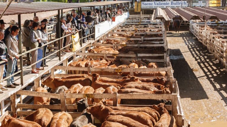 carne-el-mercado-liniers-se-mudaria-a-ezeiza-202507We-172645-2f1f.jpg