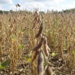 chaco-santa-fe-y-cordoba-fueron-declaradas-en-emergencia-agropecuaria-por-sequia-202507We-170200-071e.jpg