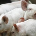 cierran-las-importaciones-de-cerdos-de-alemania-por-foco-de-peste-porcina-africa-202507Mo-153650-1537.jpg
