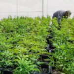 corrientes-se-aprobo-la-creacion-de-un-instituto-de-produccion-de-cannabis-medic-202507Fr-085614-8d53.jpeg
