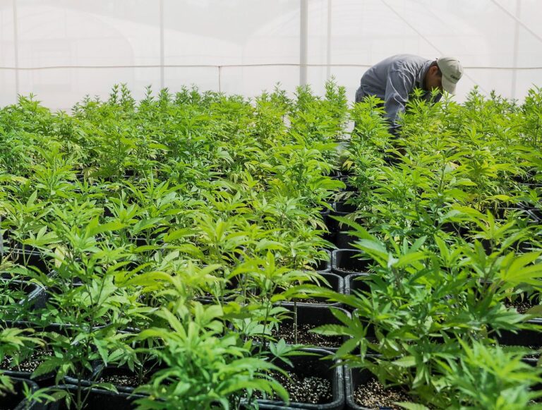 corrientes-se-aprobo-la-creacion-de-un-instituto-de-produccion-de-cannabis-medic-202507Fr-085614-8d53.jpeg