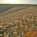 crean-un-procedimiento-para-facilitar-la-importacion-de-soja-de-eeuu-202507Mo-223804-c781.jpg
