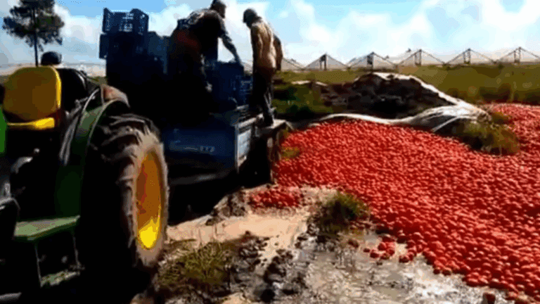 crisis-productores-tiraron-toneladas-de-tomates-porque-les-ofrecian-150-el-kilo-202507We-171014-5285.png