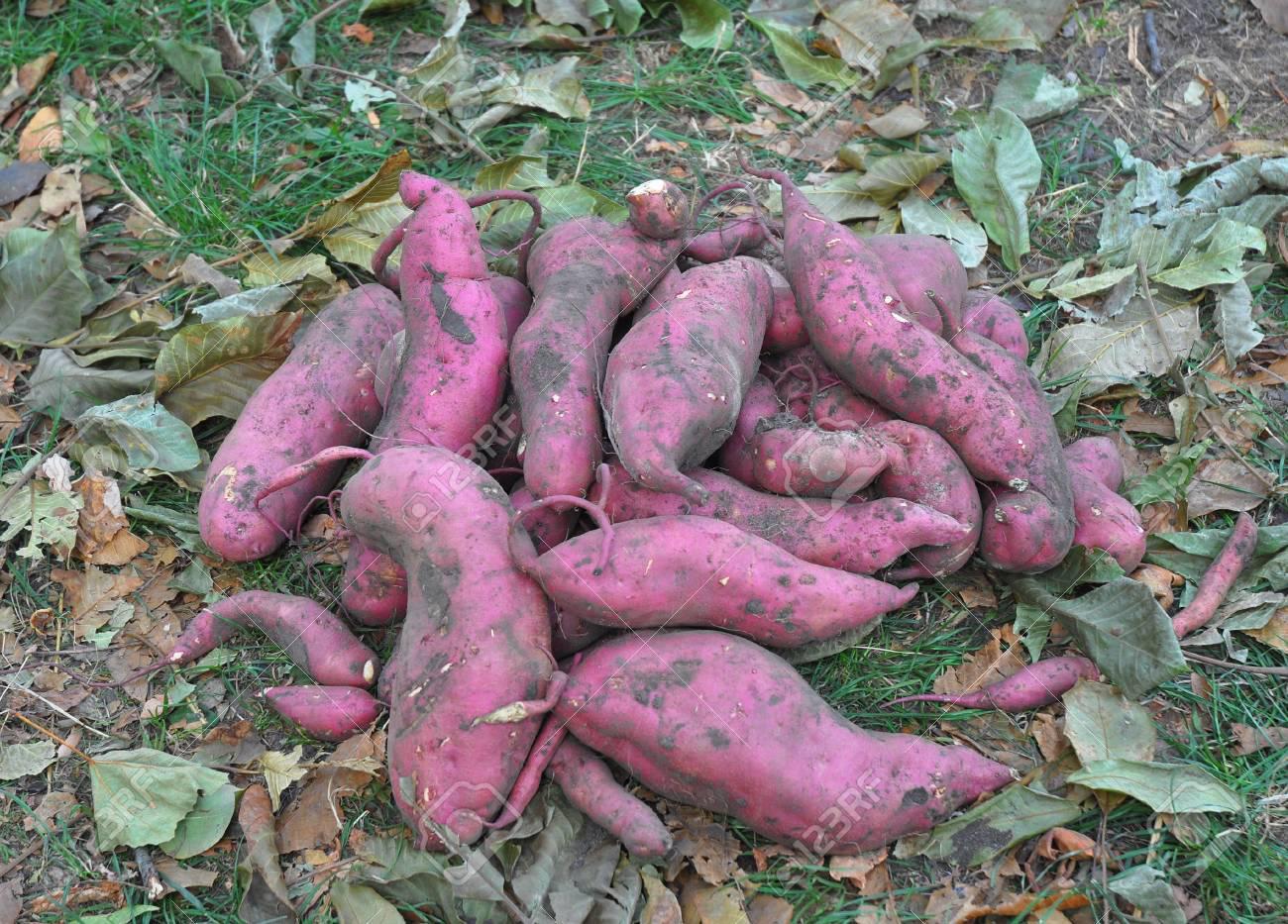 de-formosa-a-inglaterra-con-el-aporte-tecnico-del-inta-por-primera-vez-se-export-202507We-110636-93aa.jpg