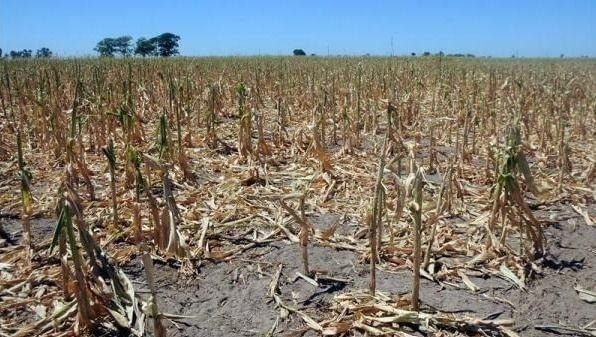 declaran-al-campo-en-emergencia-202507We-172447-a8f8.jpg