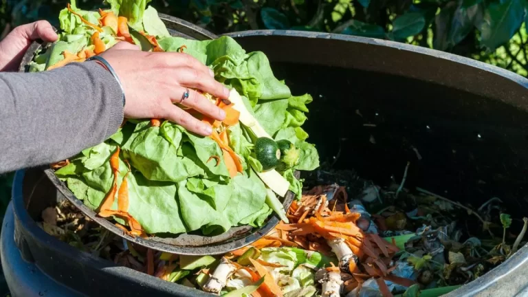 dia-internacional-de-concienciacion-sobre-la-perdida-de-alimentos-como-es-la-sit-202507We-092421-62d1.webp