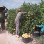 economias-regionales-reclaman-por-la-baja-efectividad-de-la-ayuda-202507We-153212-bb1a.jpg