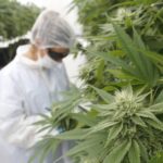 el-fin-de-la-prohibicion-del-cannabis-202507Fr-195955-f448.jpg