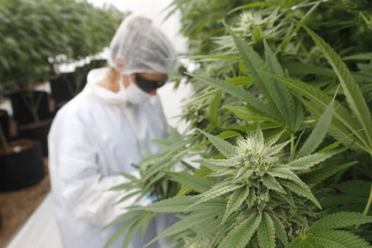 el-fin-de-la-prohibicion-del-cannabis-202507Fr-195955-f448.jpg