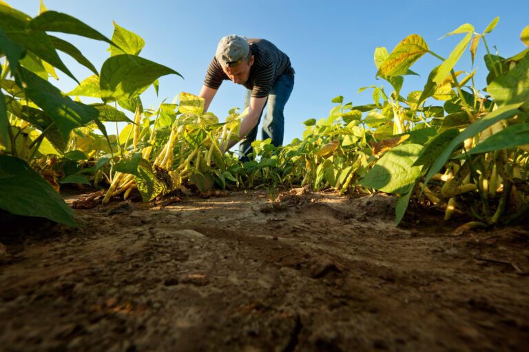 el-gobierno-lanza-linea-de-credito-para-pymes-agroalimentarias-202507We-091953-816e.jpeg