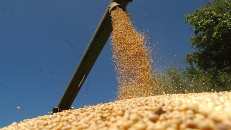 el-gobierno-reabrio-las-exportaciones-de-maiz-en-forma-parcial-202507We-094310-f4f0.jpg