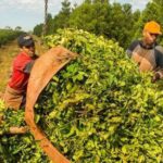 el-gobierno-regulara-las-nuevas-plantaciones-de-yerba-mate-para-beneficiar-a-peq-202507Sa-100830-8d37.jpg