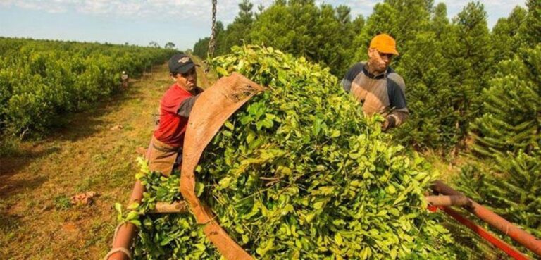 el-gobierno-regulara-las-nuevas-plantaciones-de-yerba-mate-para-beneficiar-a-peq-202507Sa-100830-8d37.jpg