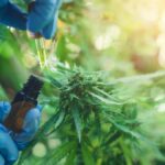 industria-del-cannabis-la-apuesta-por-el-desarrollo-y-crecimiento-202507We-181123-d452.jpeg
