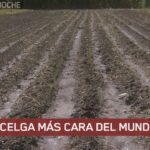 la-acelga-mas-cara-del-mundo-proviene-de-merlo-debido-a-los-impuestos-locales-cu-202507We-172549-bda2.jpg