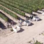 preocupacion-en-la-industria-del-vino-por-el-fuerte-aumento-de-la-presion-imposi-202507Fr-111748-f5bf.webp