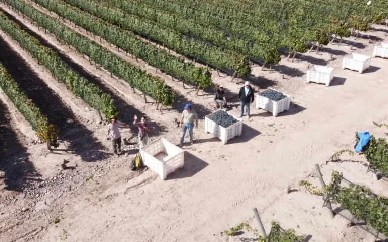 preocupacion-en-la-industria-del-vino-por-el-fuerte-aumento-de-la-presion-imposi-202507Fr-111748-f5bf.webp