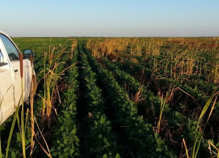 productores-agricolas-convocan-a-un-paro-en-protesta-a-las-ultimas-medidas-202507We-122109-cbc2.jpg