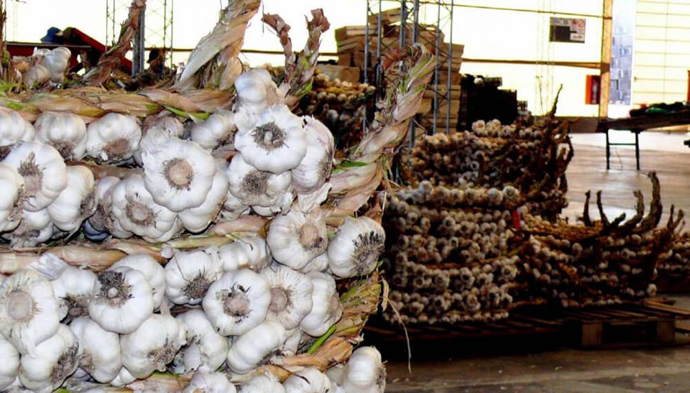 Productores de ajo afectados por importaciones de ajo chino