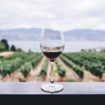 mundo del vino