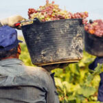 Desempeño - Desempeño del mercado interno en el sector vitivinícola