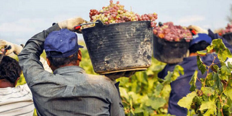 Desempeño - Desempeño del mercado interno en el sector vitivinícola