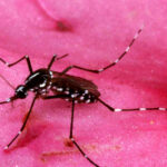 Rusia - Rusia desarrolla vacuna contra el dengue