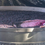 sobrestock - Ante el sobrestock de vino, Fecovita molió 25 millones de kg de uva para mosto de exportación
