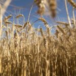 industria - La industria molinera no está pudiendo adquirir trigo de calidad para la producción