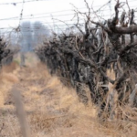 Instituto Nacional de Vitivinicultura, Asociación de Viñateros de Mendoza, Asociación De Viñateros De Mendoza — Asociación de Viñateros de Mendoza denuncia crisis: precios por debajo de costos y falta de controles del INV en bodega
