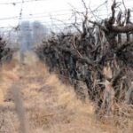 Instituto Nacional de Vitivinicultura, Asociación de Viñateros de Mendoza, Asociación De Viñateros De Mendoza — Asociación de Viñateros de Mendoza denuncia crisis: precios por debajo de costos y falta de controles del INV en bodega
