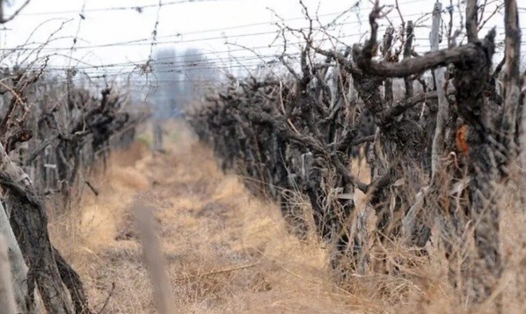 Instituto Nacional de Vitivinicultura, Asociación de Viñateros de Mendoza, Asociación De Viñateros De Mendoza — Asociación de Viñateros de Mendoza denuncia crisis: precios por debajo de costos y falta de controles del INV en bodega