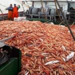 Con casi 40% del total, China empuja las exportaciones pesqueras argentinas - DangDai
