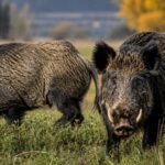 Preocupación en el campo por el avance de una plaga silenciosa que fue introducida en la Argentina a principios del siglo XX