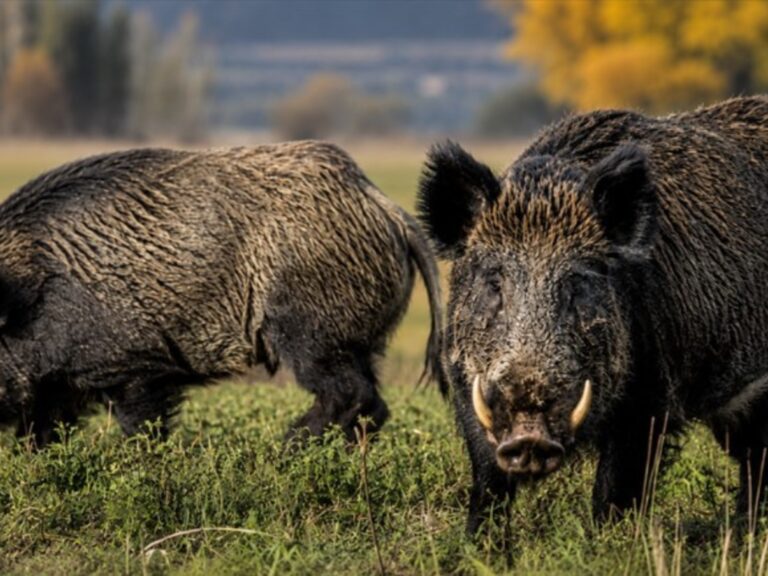 Preocupación en el campo por el avance de una plaga silenciosa que fue introducida en la Argentina a principios del siglo XX