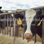 El sector ganadero proyecta que las exportaciones de carne superarán los USD 3.000 M en 2026