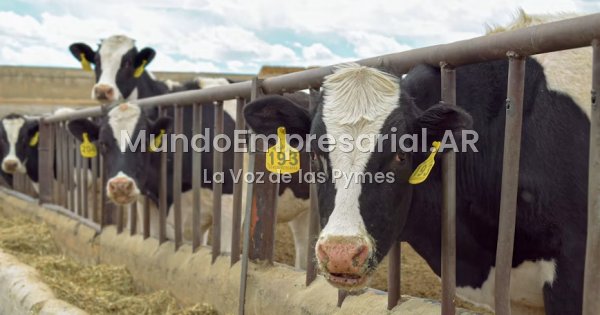 El sector ganadero proyecta que las exportaciones de carne superarán los USD 3.000 M en 2026