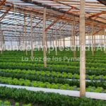Productores del Cordón frutihortícola de La Plata denuncian una situación crítica - Agro Bonaerense