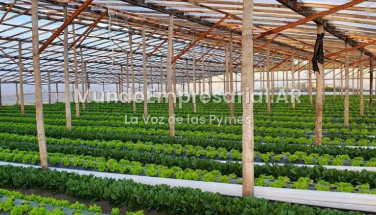 Productores del Cordón frutihortícola de La Plata denuncian una situación crítica - Agro Bonaerense