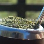 Nueva desregulación para la yerba mate: eliminan límites al estampillado