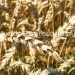 Pequeños productores, en problemas: por las retenciones, el precio de la tierra es récord