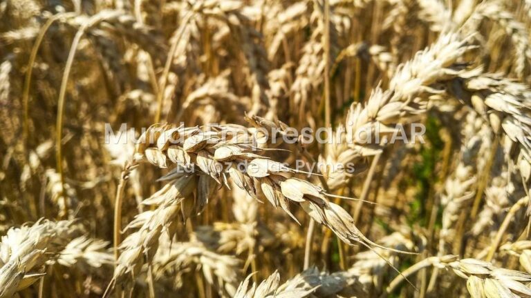 Pequeños productores, en problemas: por las retenciones, el precio de la tierra es récord