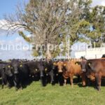 Por primera vez en Sudamérica productores ganaderos recibieron pagos por bonos de carbono por 1,2 millones de dólares: cómo funciona el sistema - Diario Río Negro