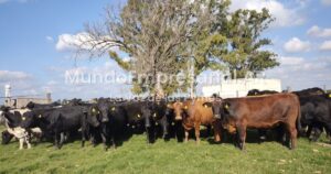 Ganaderos sudamericanos reciben US$1,2 millones por bonos de carbono