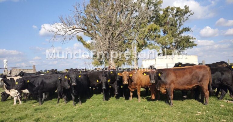 Por primera vez en Sudamérica productores ganaderos recibieron pagos por bonos de carbono por 1,2 millones de dólares: cómo funciona el sistema - Diario Río Negro